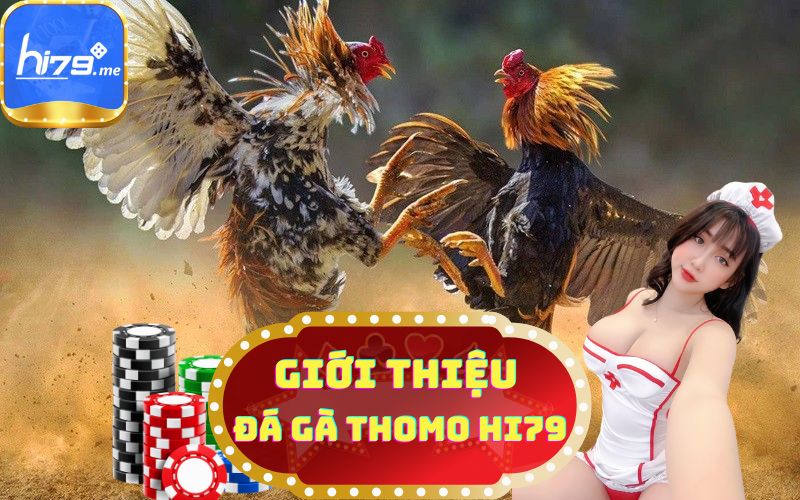 HI79 GIỚI THIỆU ĐÁ GÀ THOMO