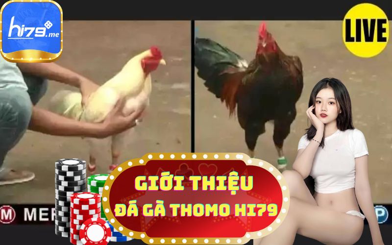 GIỚI THIỆU SẢNH ĐÁ GÀ THOMO HI79